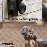Приют для собак Верность  на проекте VetSpravka.ru
