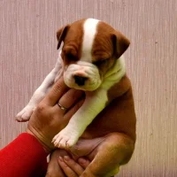 Центр ветеринарной медицины ВетМастер на улице Генерала Наумова Фото 2 на проекте Perm.vetspravka.ru Центр ветеринарной медицины ВетМастер на улице Генерала Наумова Фото 2 на проекте Perm.vetspravka.ru