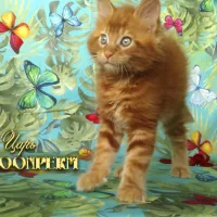 Питомник красных мейн-кунов REDCOONPERM Фото 2 на проекте Perm.vetspravka.ru Питомник красных мейн-кунов REDCOONPERM Фото 2 на проекте Perm.vetspravka.ru
